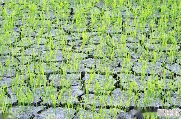 插秧七十二招式图片：掌握高效插秧技巧，提升水稻种植产量与质量的实用指南