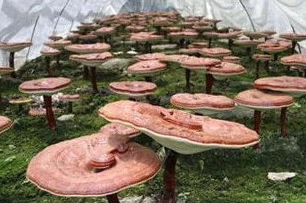 黑又硬的蘑菇头：探讨其在生态系统中的作用及对环境变化的适应能力研究