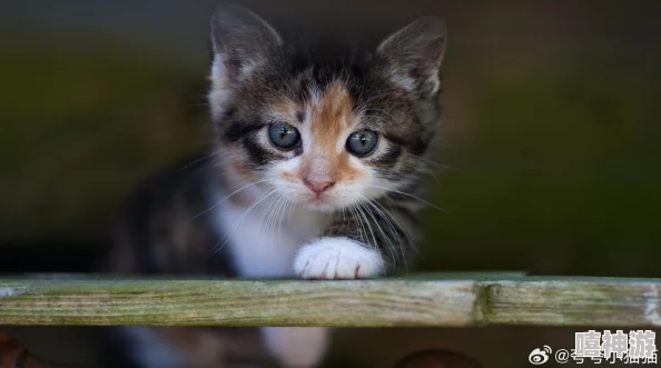 猫咪www最新地域网名怎么取：为爱猫选择一个独特而有趣的网络昵称，展现个性与地域特色