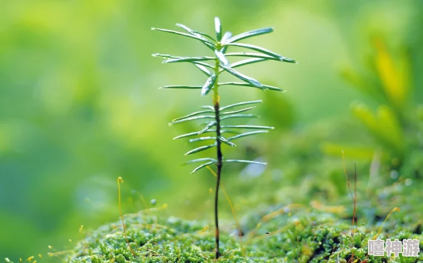 嫩叶草m码和欧洲码在穿着舒适度上有何不同视频？相关研究与消费者反馈分析