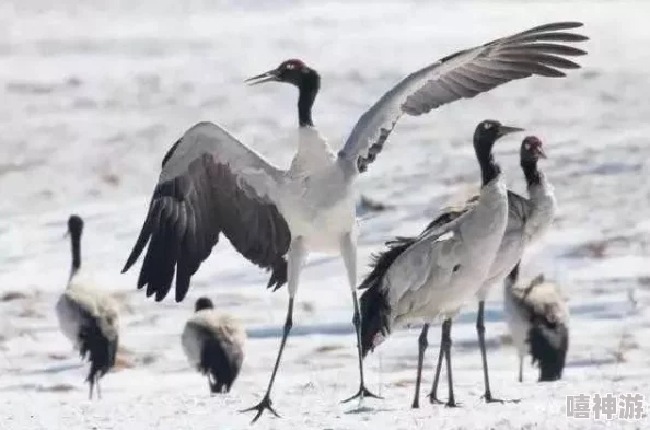 步云鹿背景：深入了解这一神秘生物的生态习性、栖息环境及其在文化中的象征意义与重要性